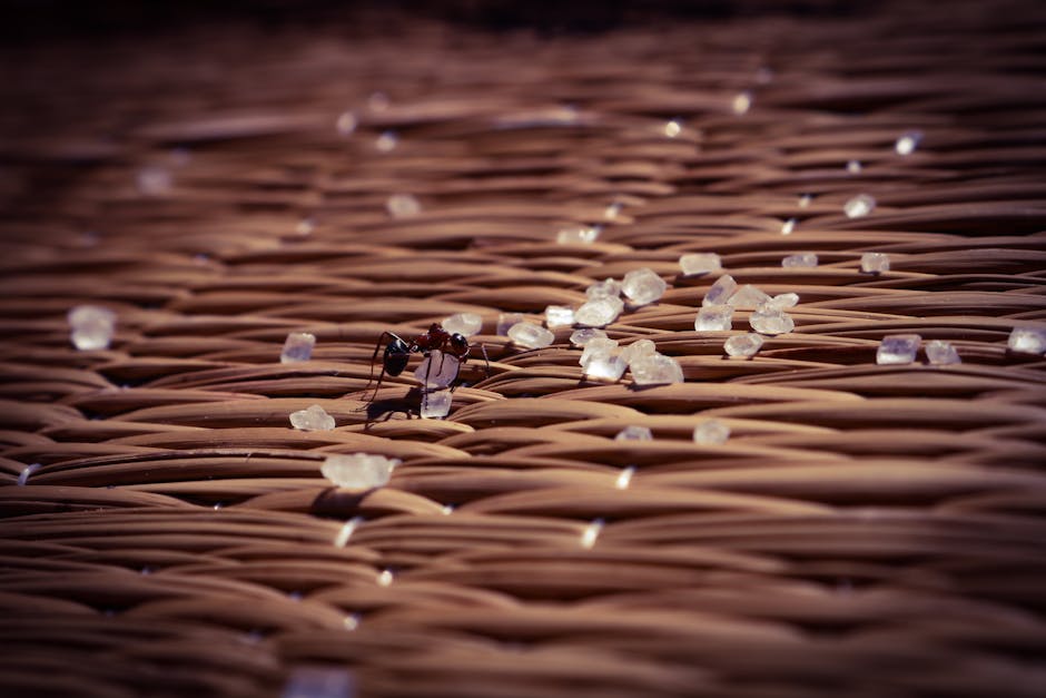 Invasion de fourmis