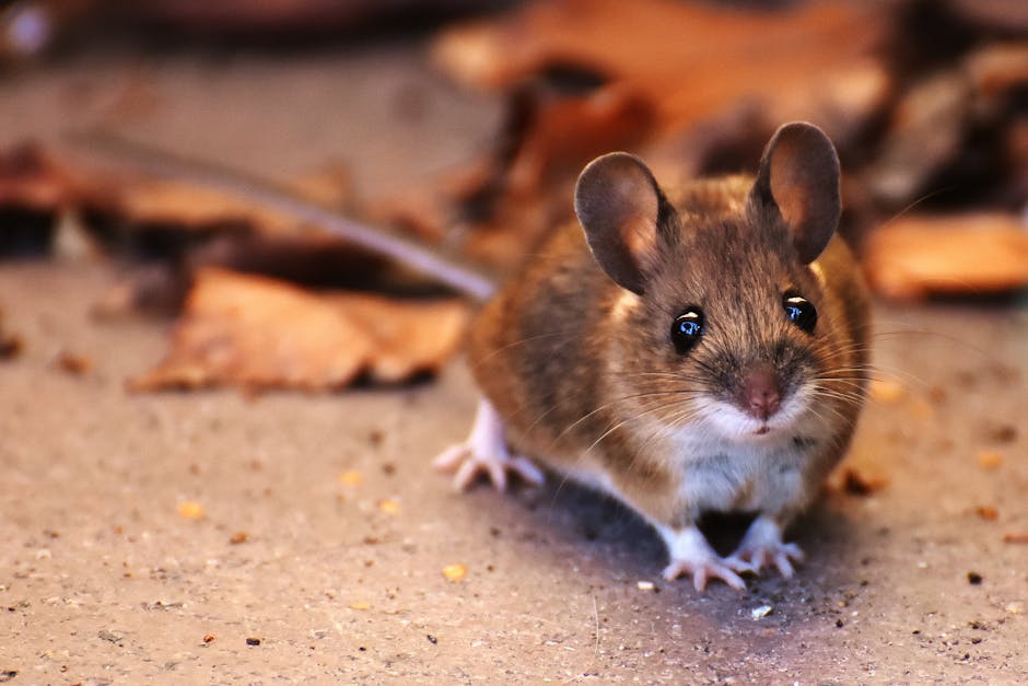 souris dans maison