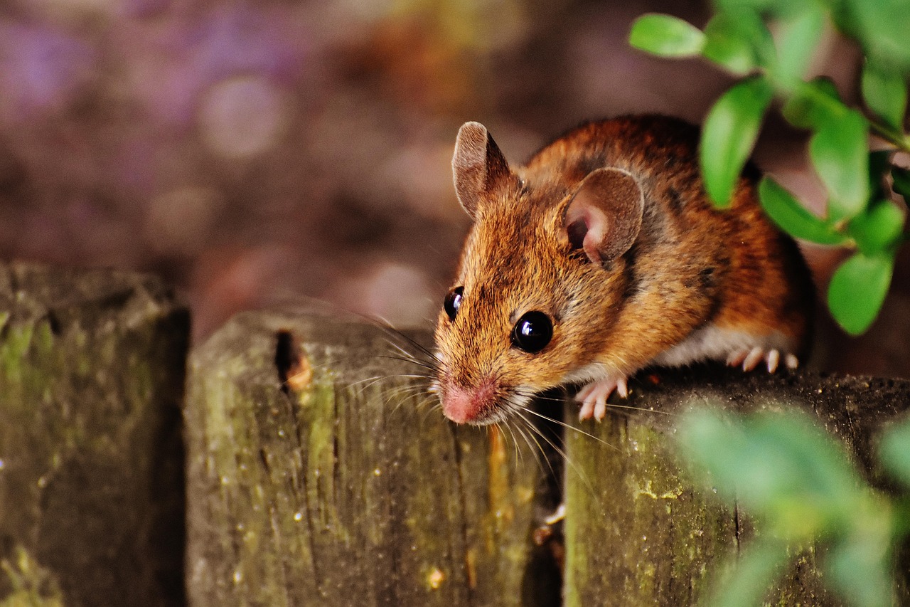 souris dans maison