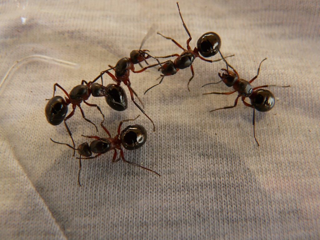 Invasion de fourmis