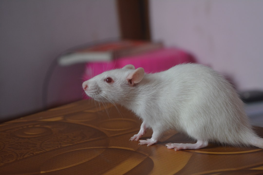 Comment éliminer définitivement les souris de votre maison