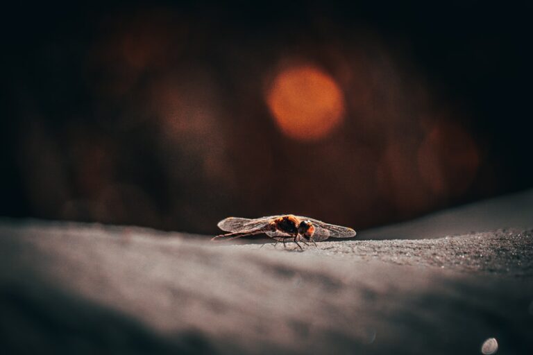 moustiques