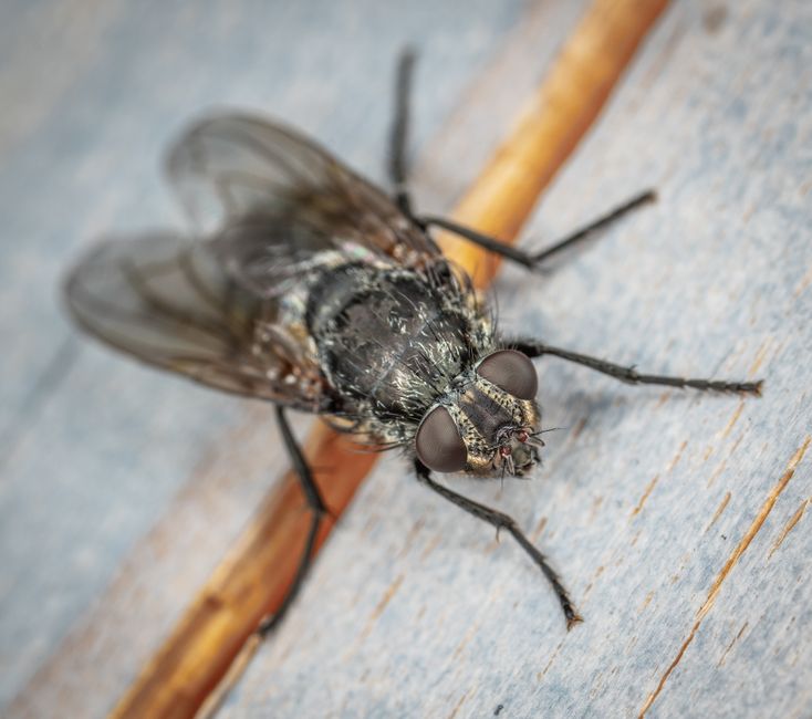 Mouches dans la cuisine : ce qui marche vraiment pour s’en débarrasser