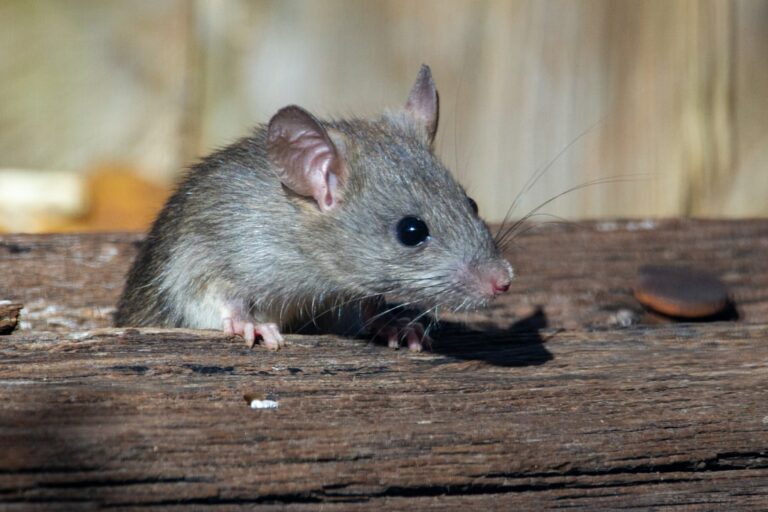 Comment se débarrasser des souris naturellement : la méthode qui a fonctionné chez moi
