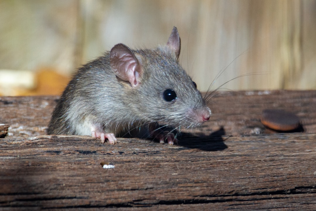 Comment se débarrasser des souris naturellement : la méthode qui a fonctionné chez moi