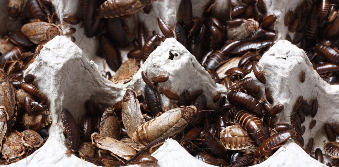 diatomaceous earth pest