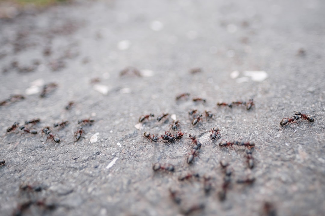 ant trail