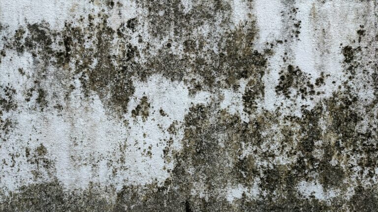 Moisissure mur chambre : comment l'enlever sans la faire revenir