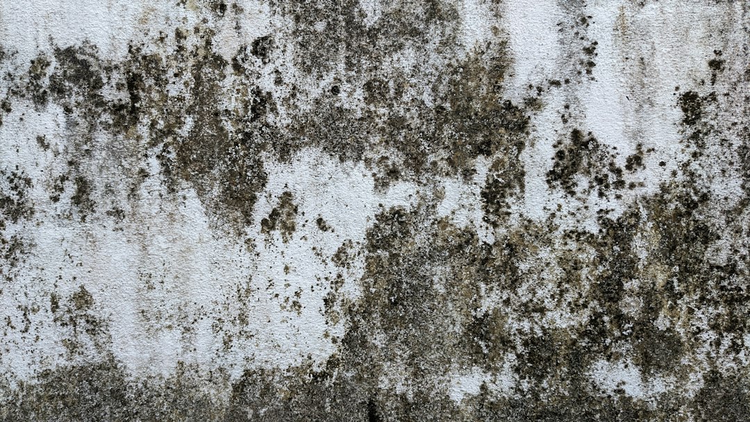 Moisissure mur chambre : comment l&rsquo;enlever sans la faire revenir