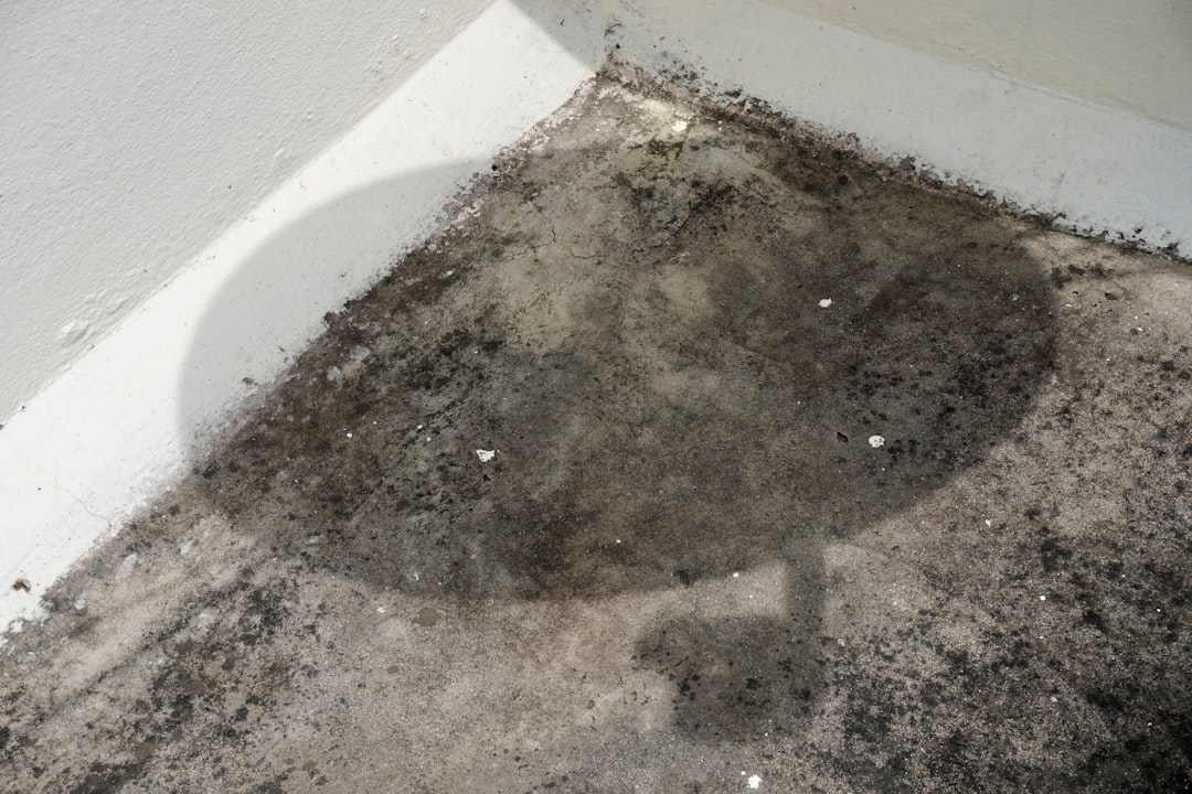 Odeur de moisi dans une pièce sans humidité visible : que faire ?