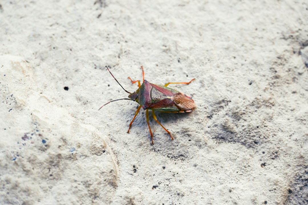 cockroach hiding crack